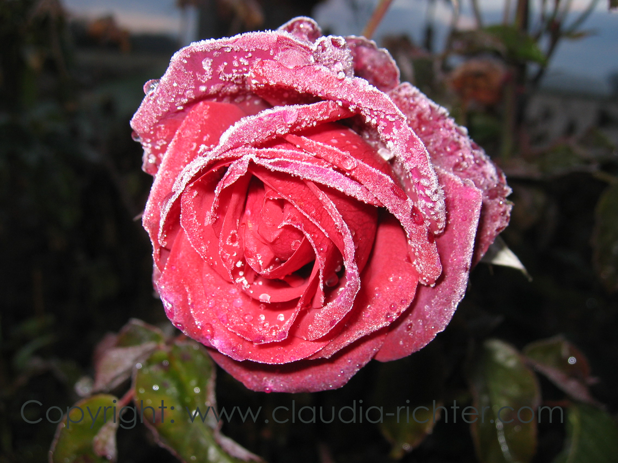 Rose im November