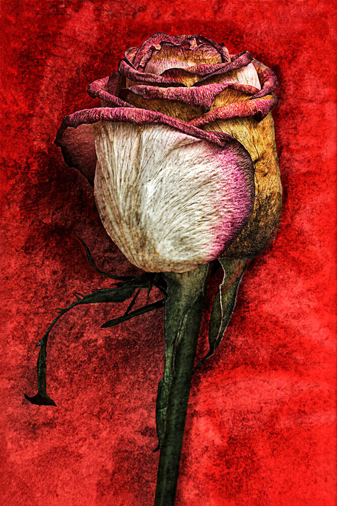 Rosen vertrocknet_07 hart 3